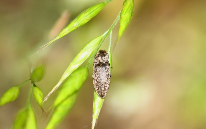 Agrypnus murinus